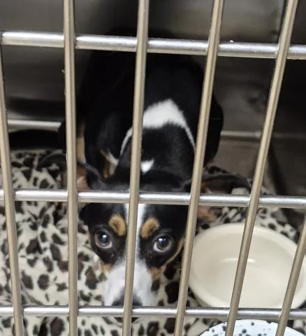 A young small-sized male Parson Russell Terrier dog named Duke Caboom for adoption in Decatur, IL