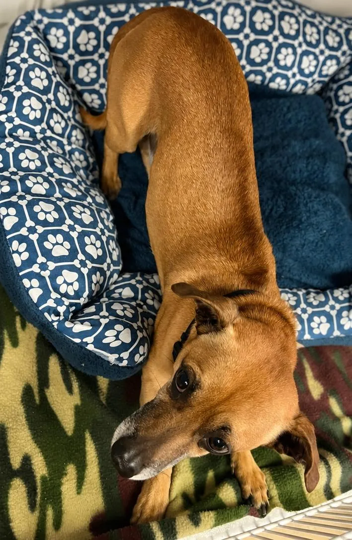An adult medium-sized male Brown / Chocolate Dachshund dog named Floyd Mayweather for adoption in Cibolo, TX