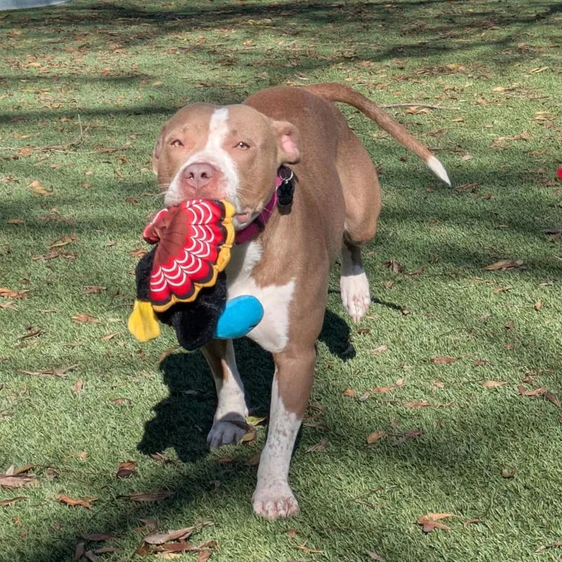 Gingerbread thumbnail 3