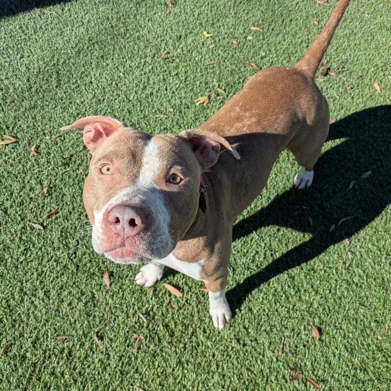 Gingerbread thumbnail 4