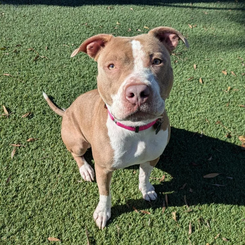 Gingerbread thumbnail 5