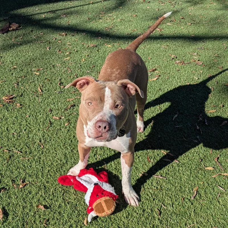 Gingerbread thumbnail 6