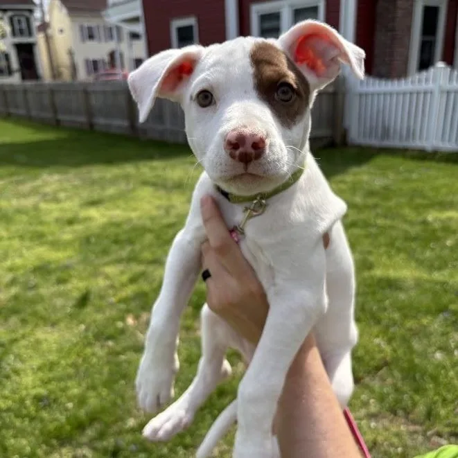 A young medium-sized female White / Cream Pit Bull Terrier dog named Terra for adoption in Shermans Dale, PA