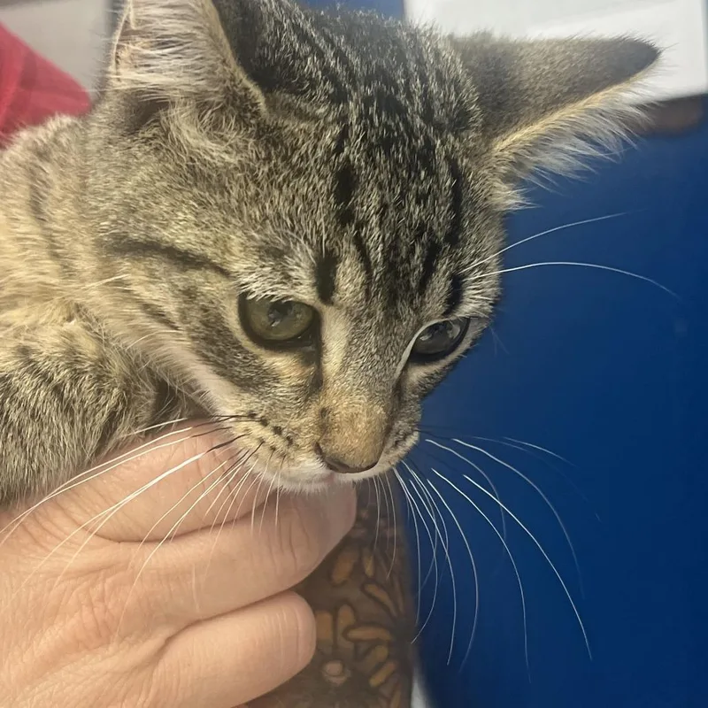 A baby small-sized female Gray / Blue / Silver Domestic Short Hair cat named Jetty for adoption in Oak Hill, WV