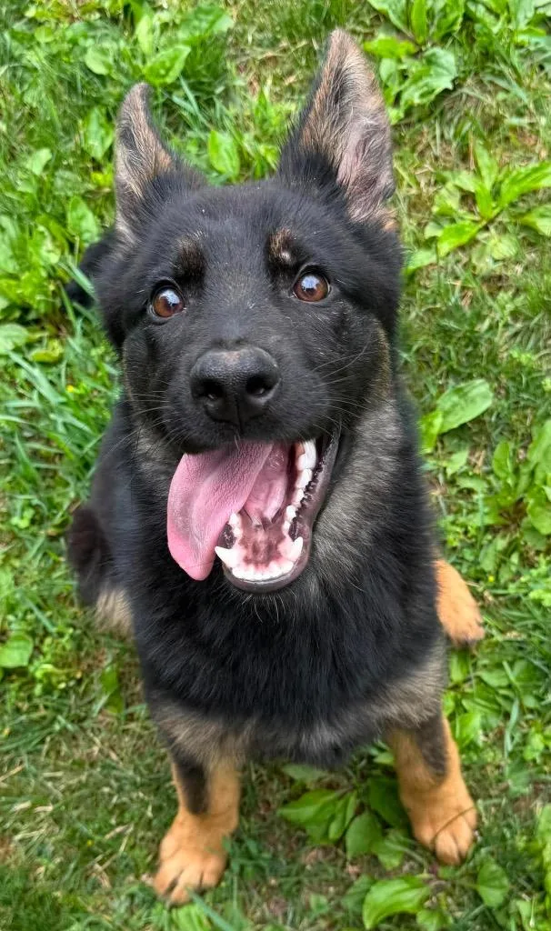 A baby large-sized male German Shepherd Dog dog named Gruff for adoption in Lagrange, IN