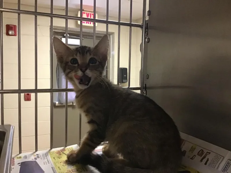 A baby medium-sized male Tabby cat named Peanut for adoption in Nacogdoches, TX