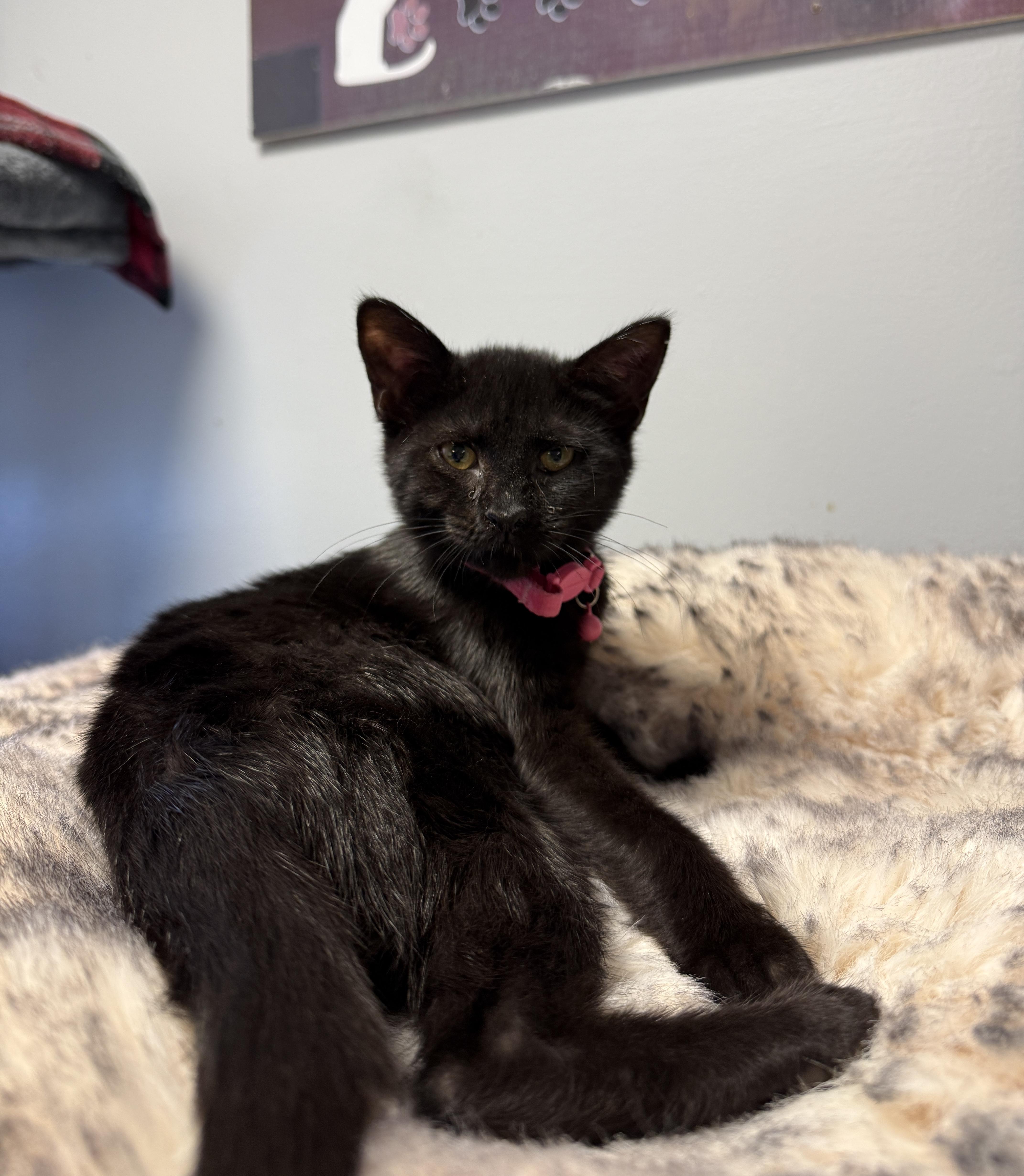 A young small-sized female Black Domestic Short Hair cat named Fiona for adoption in Freeport, NY