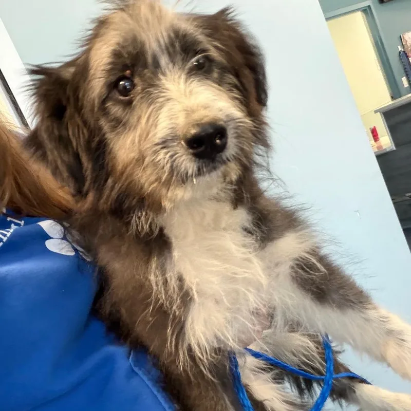 A baby medium-sized female Gray / Blue / Silver Poodle dog named Salmon for adoption in Greensboro, NC