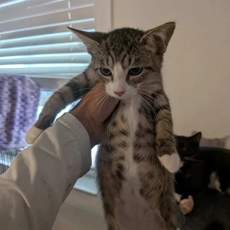 A baby small-sized male Brown / Chocolate Domestic Short Hair cat named PowerPoint for adoption in Port Richey, FL