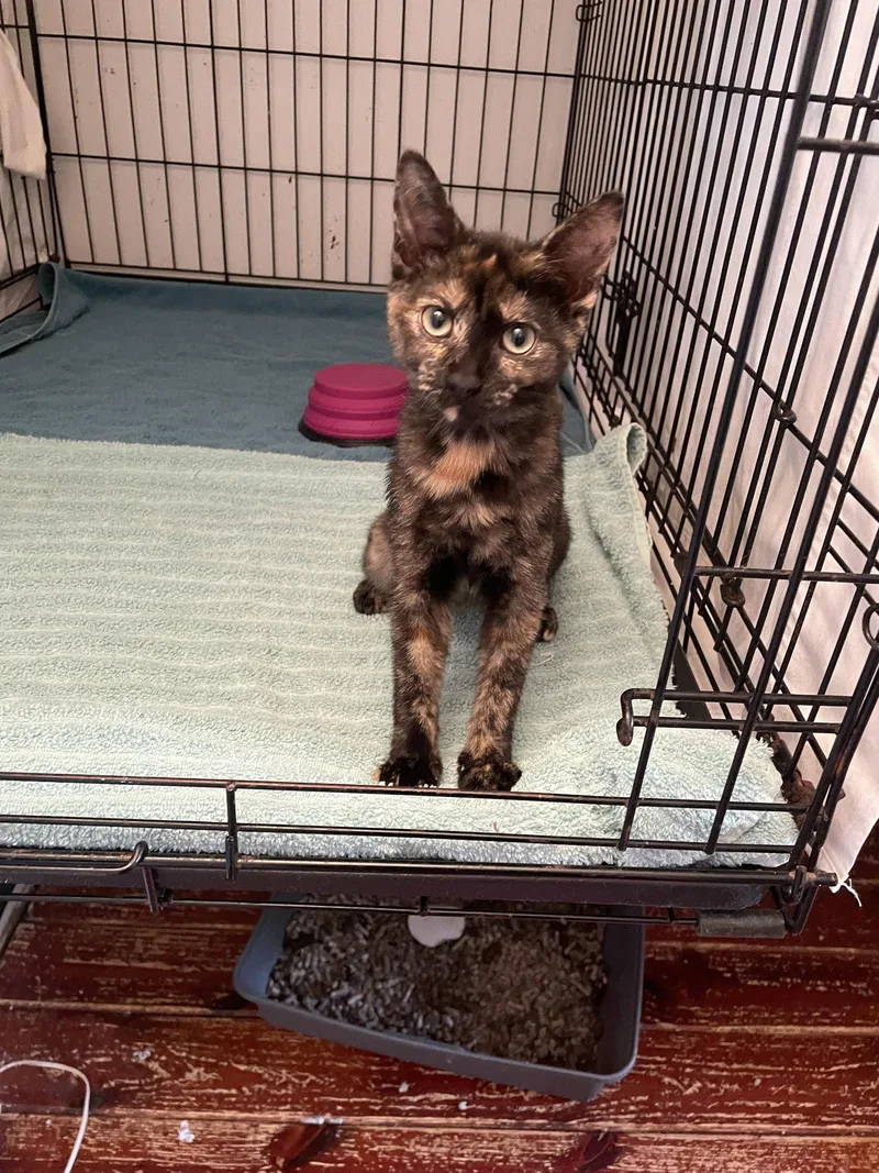 A young medium-sized female Domestic Short Hair cat named Mikayla for adoption in Trenton, NJ