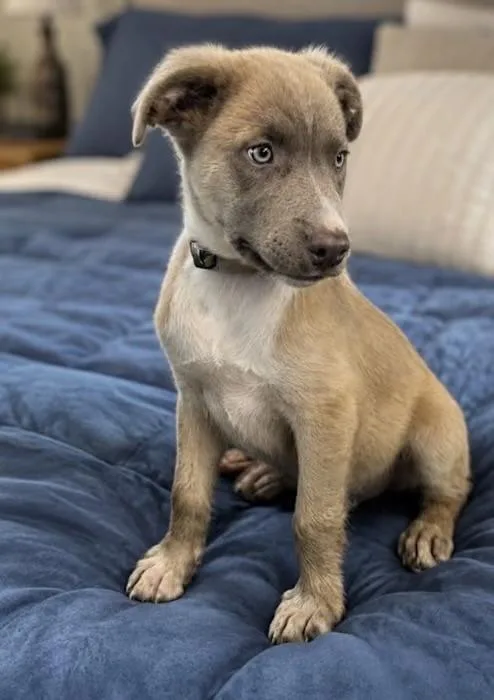 A baby medium-sized male Gray / Blue / Silver German Shepherd Dog dog named Hiccup for adoption in Watertown, CT