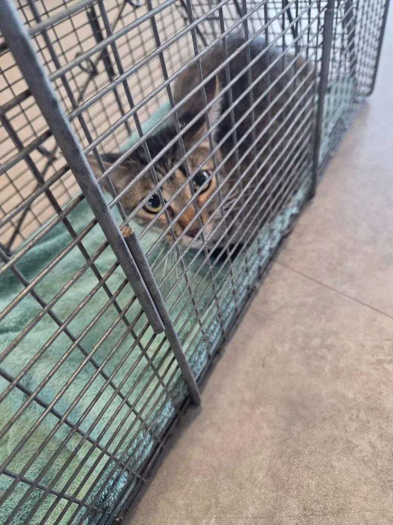 A young large-sized female Domestic Short Hair cat named Muffy for adoption in Bossier City, LA