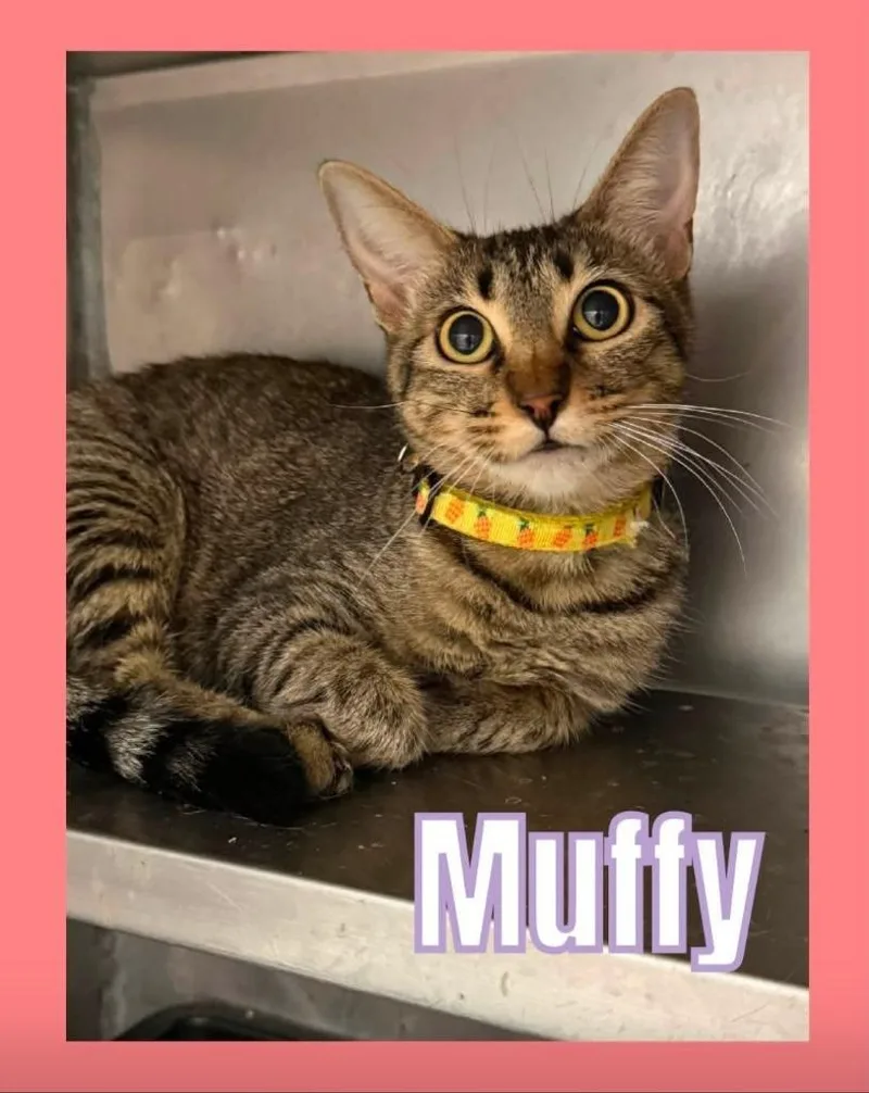 Muffy thumbnail 2