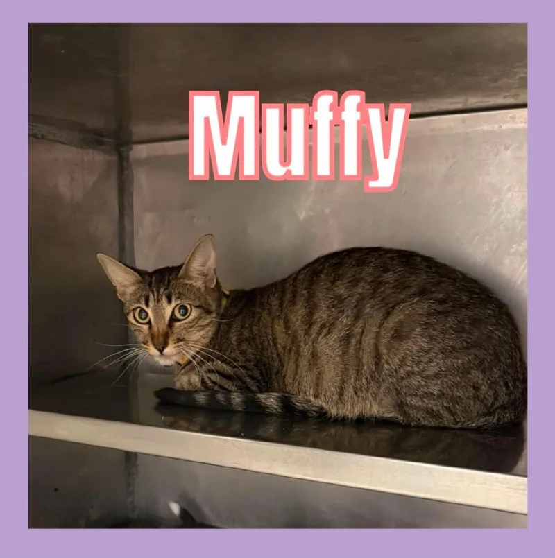 Muffy thumbnail 3