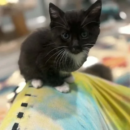 A baby small-sized female Domestic Short Hair cat named Bellatrix for adoption in Janesville, WI