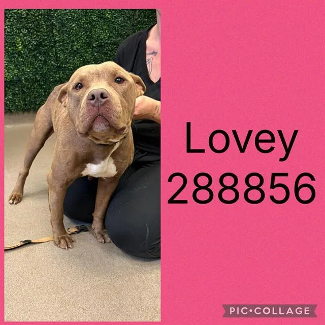 A young medium-sized female Mixed Breed dog named Lovey for adoption in Macon, GA