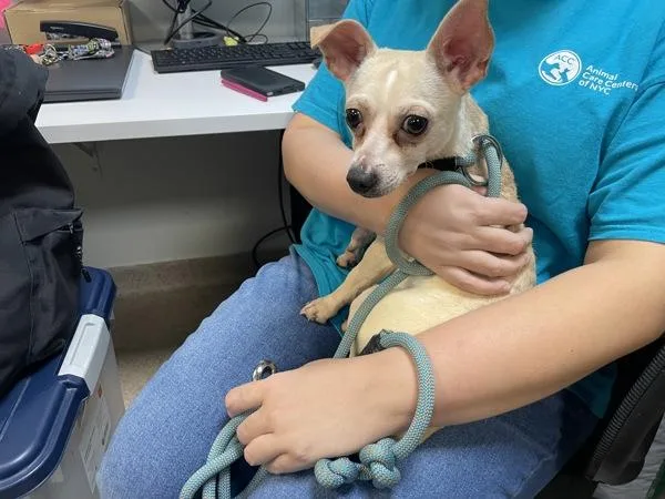 An adult small-sized male Mixed Breed dog named Tortilla Chip for adoption in New York, NY
