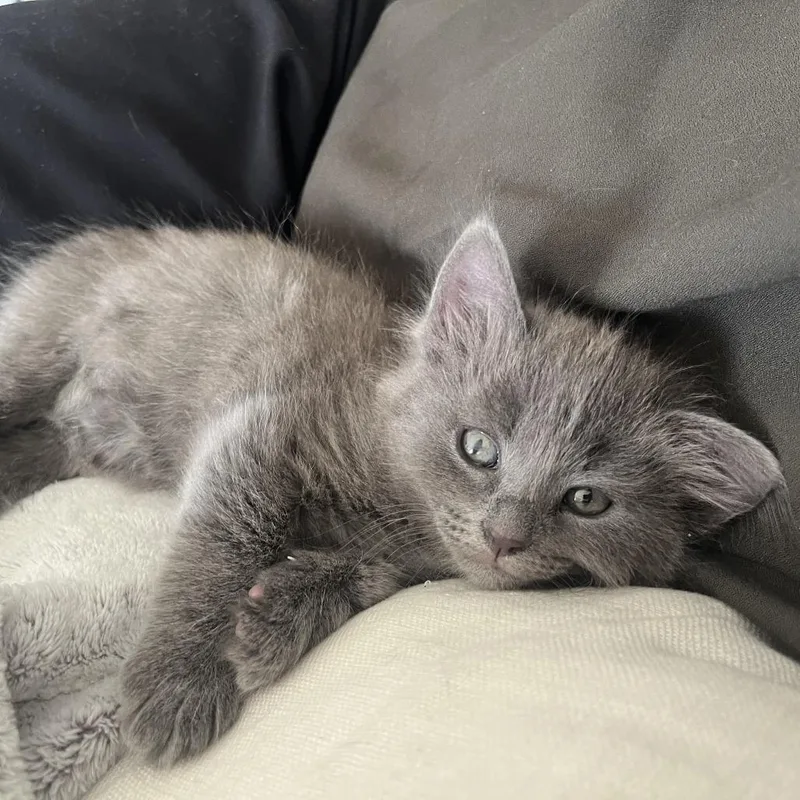 A baby small-sized female Gray / Blue / Silver Domestic Short Hair cat named Santos for adoption in Pasadena, CA