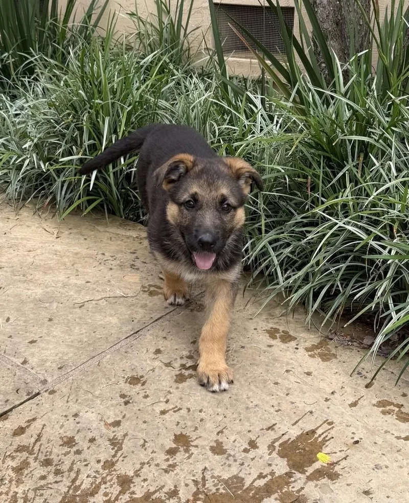 Puppy Casie thumbnail 2