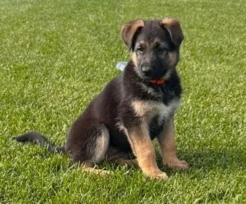 Puppy Casie thumbnail 3