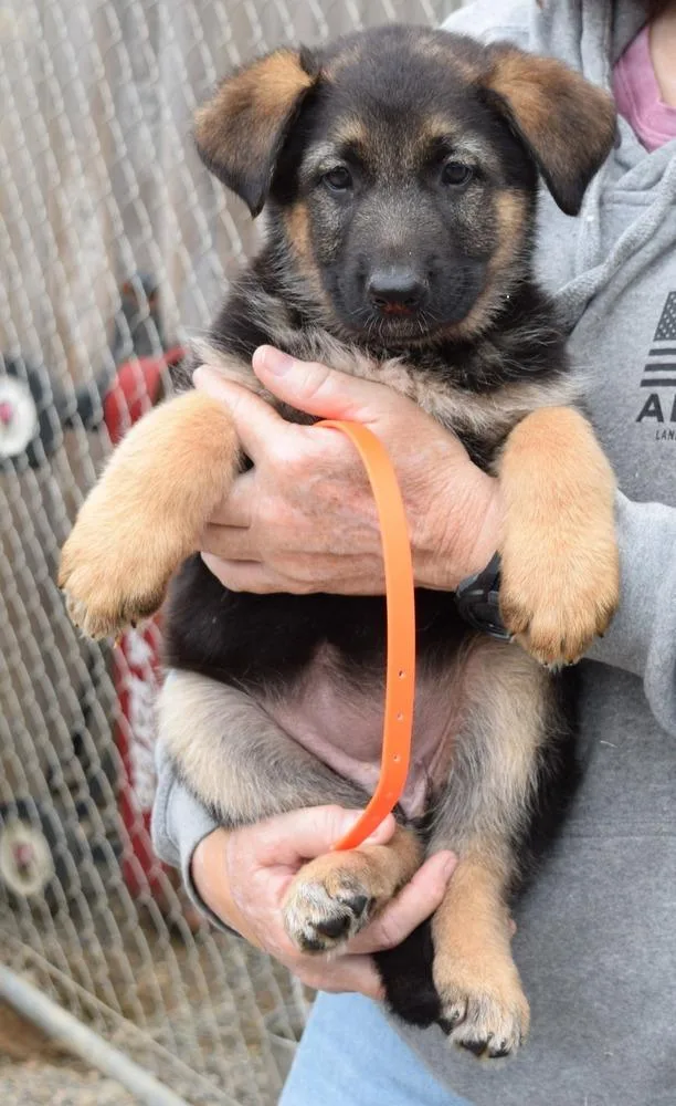 Puppy Casie thumbnail 4