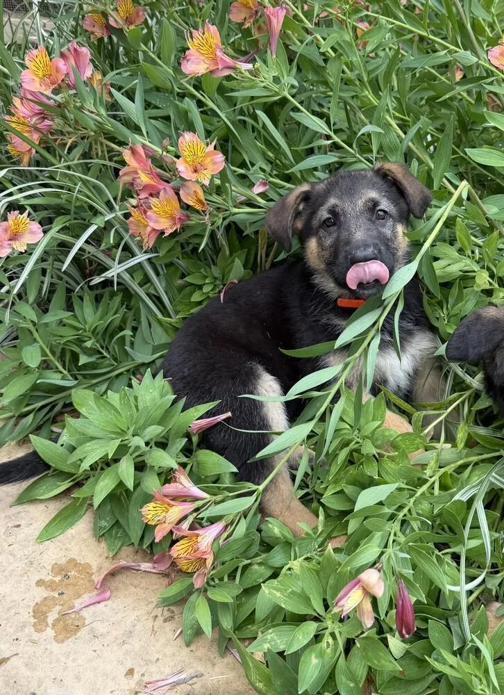 Puppy Casie thumbnail 5