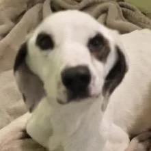 An adult medium-sized male White / Cream Mixed Breed dog named Huxley for adoption in East Hanover, NJ