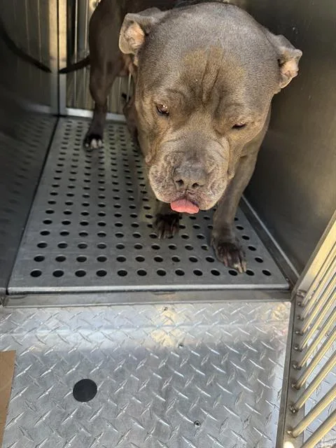 An adult large-sized male Mixed Breed dog named Blaze for adoption in Dallas, TX