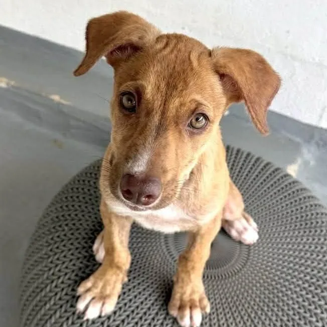 A baby medium-sized female Red / Chestnut / Orange Labrador Retriever dog named Uno for adoption in Carmel, NY