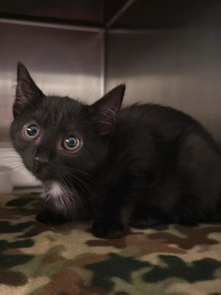 A baby small-sized female Domestic Short Hair cat named Medusa for adoption in Ocala, FL
