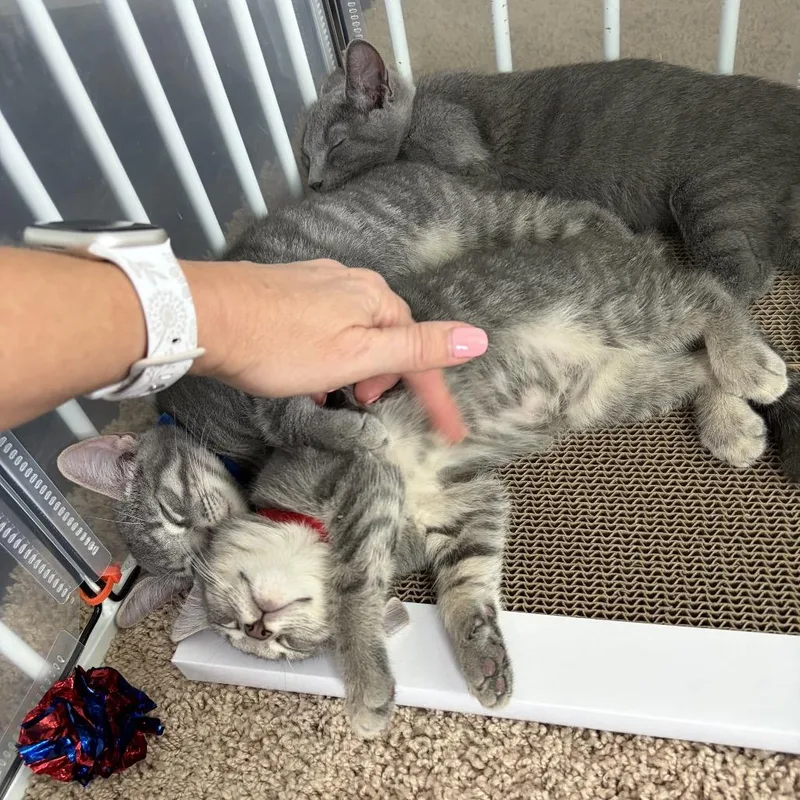 A baby small-sized female Gray / Blue / Silver Domestic Short Hair cat named Ribbit for adoption in Jarrettsville, MD