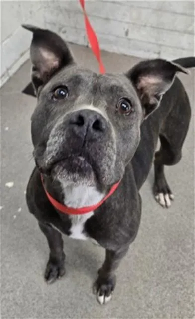 A young large-sized female Pit Bull Terrier dog named Praline for adoption in San Bernardino, CA