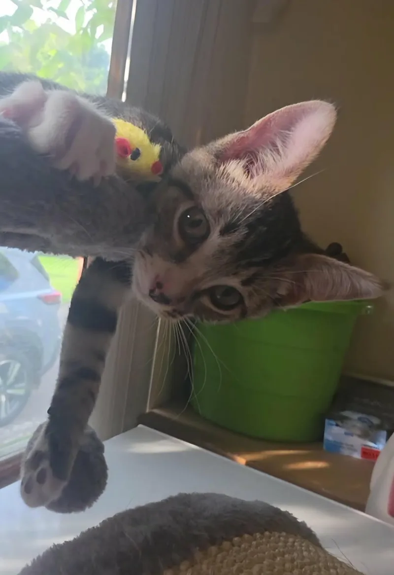 A baby medium-sized male Tabby (Brown / Chocolate) Domestic Short Hair cat named Lenny for adoption in Johnson City, TN