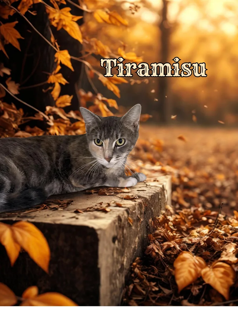 A young medium-sized female Dilute Calico Domestic Short Hair cat named Tiramisu for adoption in Orleans, VT