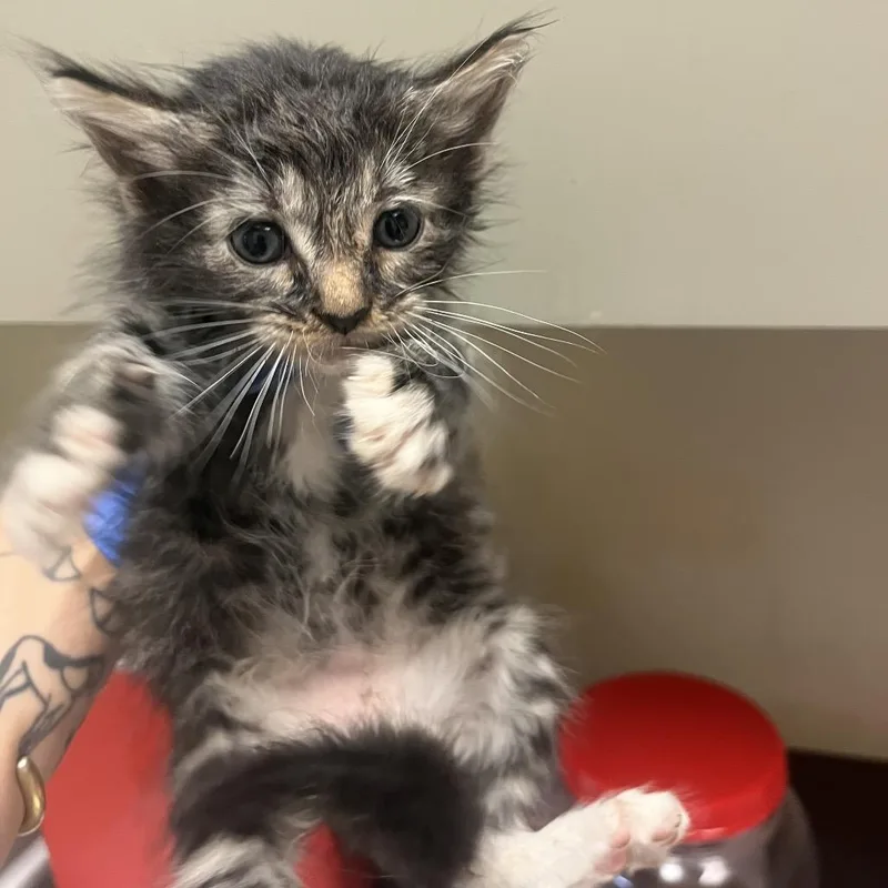 A baby small-sized male Gray / Blue / Silver Domestic Short Hair cat named Summit for adoption in Columbus, GA