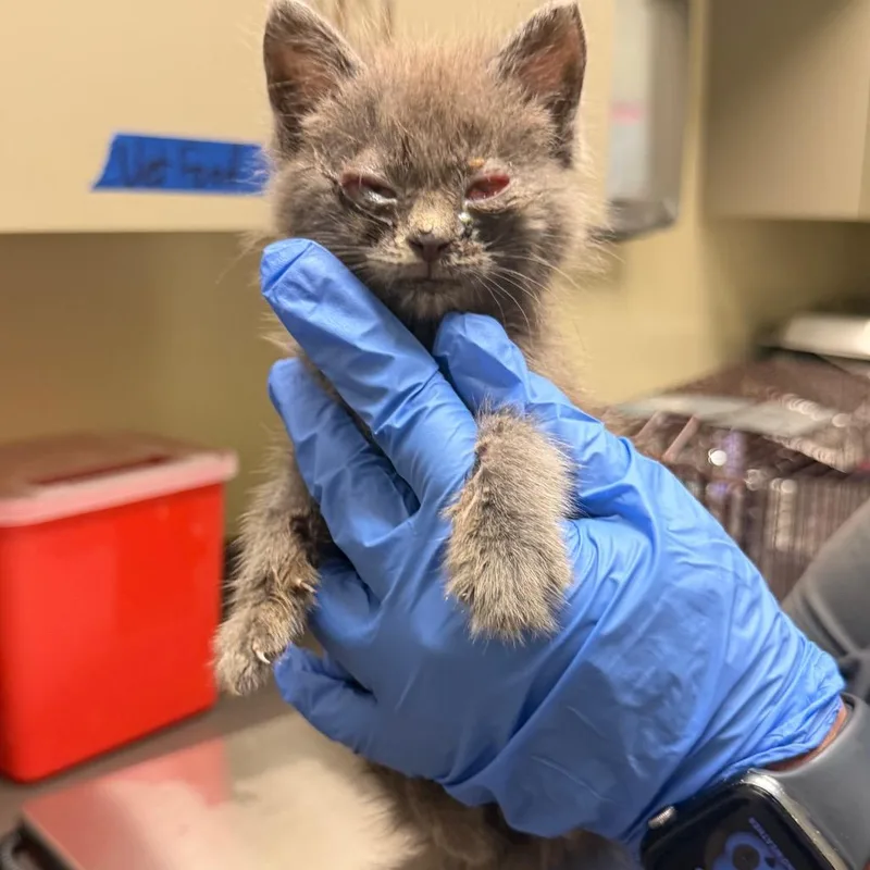 A baby small-sized female Gray / Blue / Silver Domestic Medium Hair cat named Anastasia for adoption in Columbus, GA