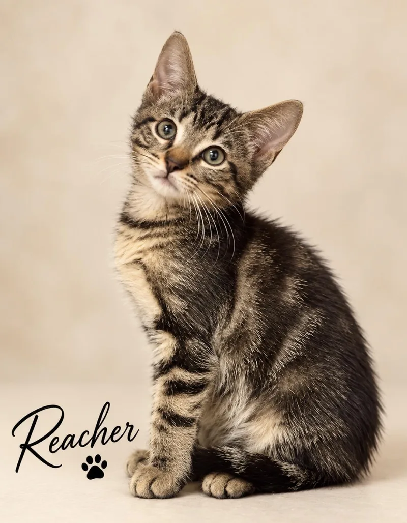 A baby small-sized male Tabby (Brown / Chocolate) Domestic Short Hair cat named Reacher for adoption in Pawleys Island, SC