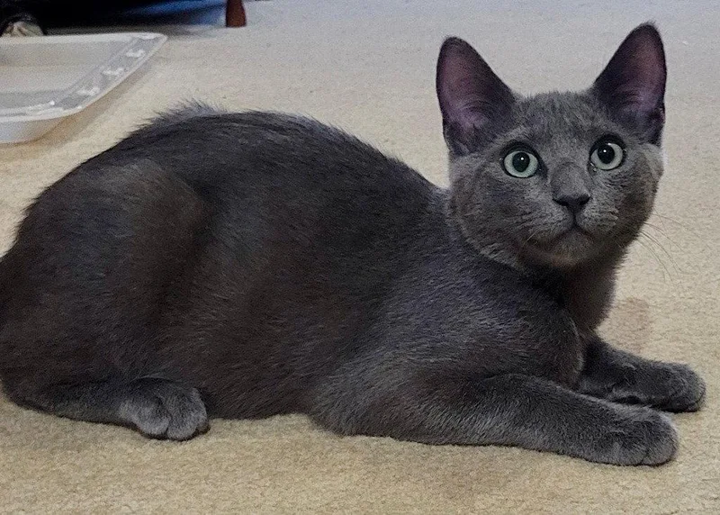 A young small-sized male Domestic Short Hair cat named Fajita for adoption in Sayreville, NJ