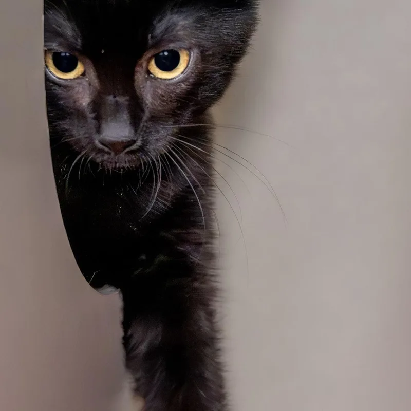 A baby medium-sized female Black Domestic Short Hair cat named Natalie for adoption in Victor, NY