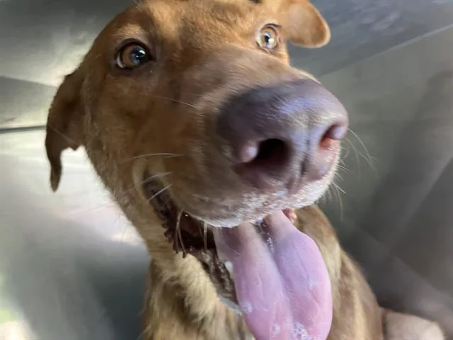 An adult large-sized female Mixed Breed dog named Ushi for adoption in Dallas, TX