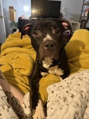 An adult medium-sized female Mixed Breed dog named Peaches for adoption in West Chester, PA