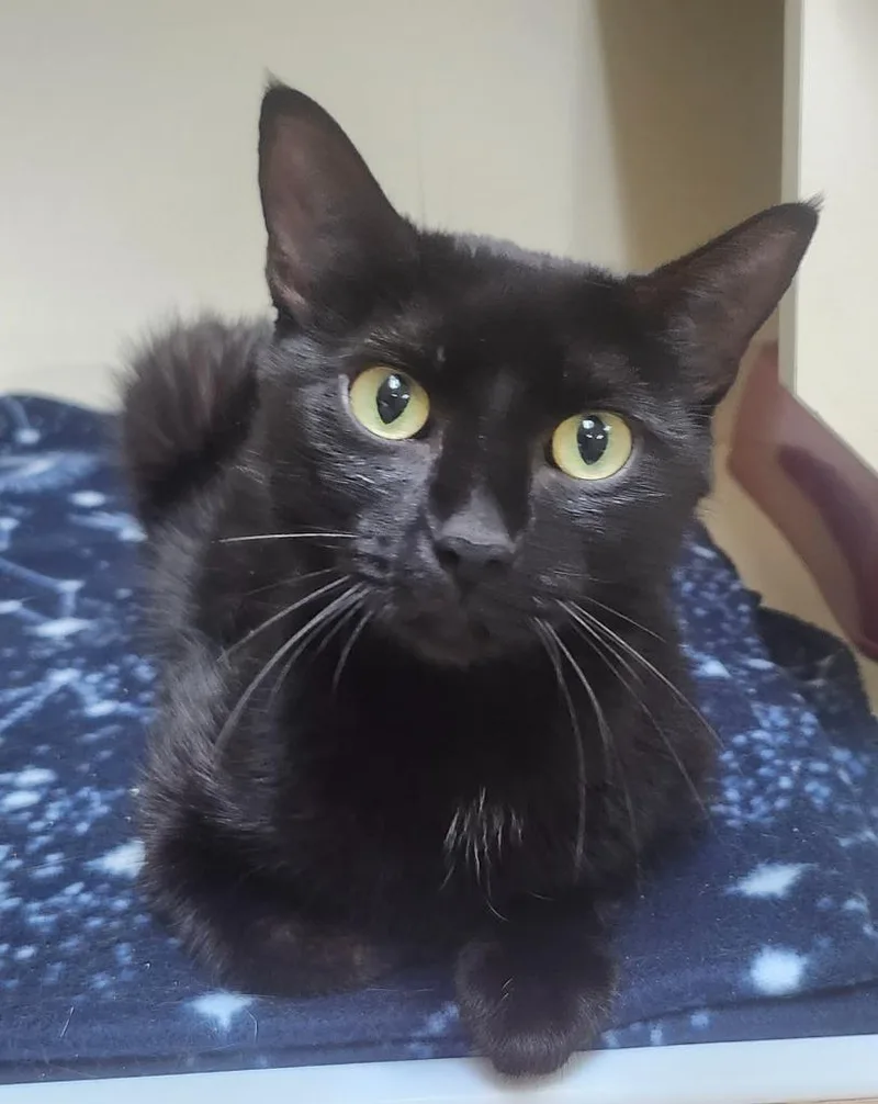 A young medium-sized female Domestic Short Hair cat named Brianna for adoption in Little Rock, AR
