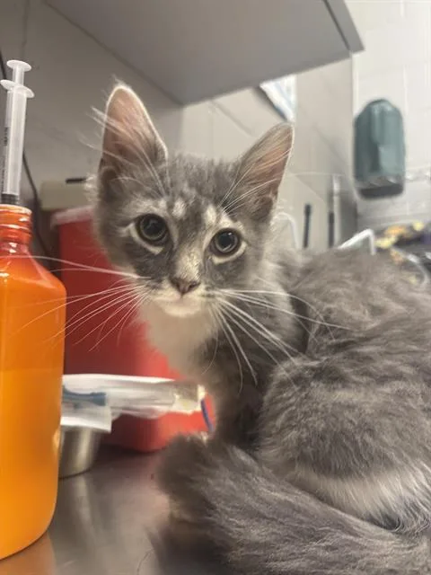 A baby small-sized male Domestic Long Hair cat named Edward Kenway for adoption in Indianapolis, IN