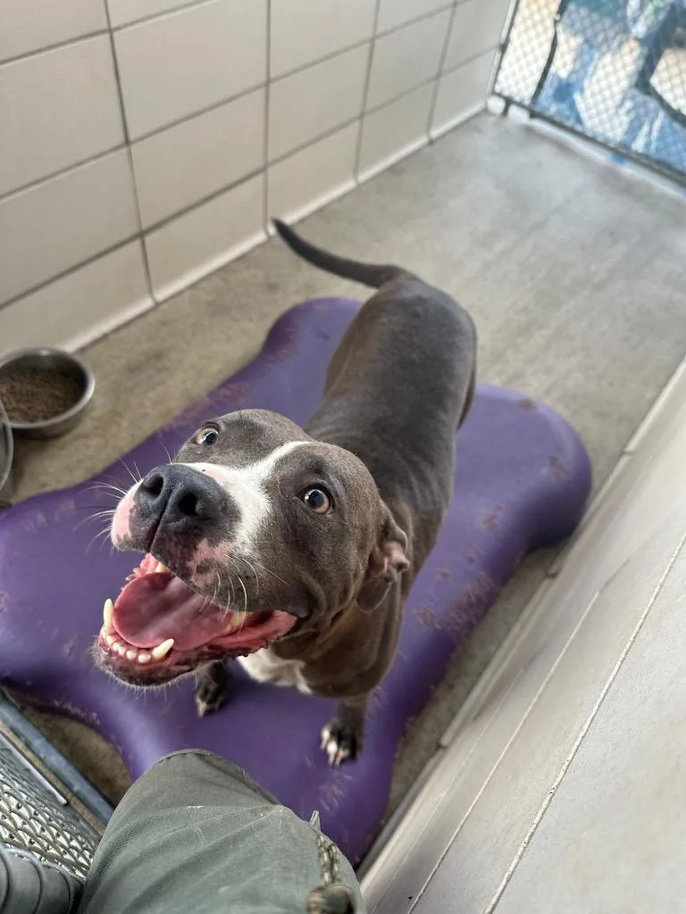 An adult large-sized female Mixed Breed dog named Ivy for adoption in Bossier City, LA