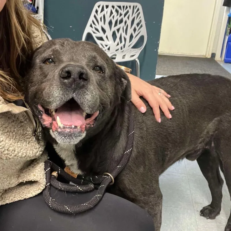 A senior large-sized male Black Black Labrador Retriever dog named Cryo for adoption in Spring, TX