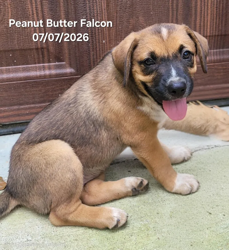 Miss PB Falcon thumbnail 2