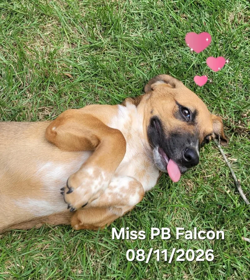 Miss PB Falcon thumbnail 6