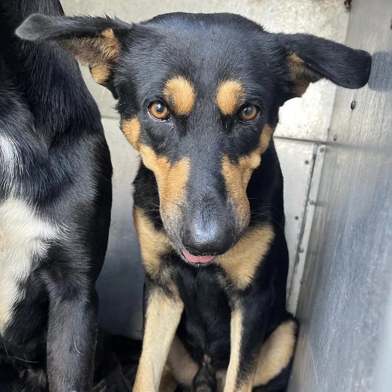 An adult medium-sized male Brown / Chocolate Shepherd dog named Sanchez for adoption in Edinburg, TX