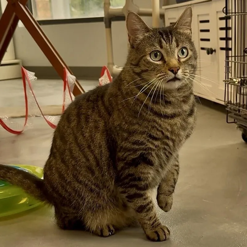 An adult medium-sized male Domestic Short Hair cat named Todd for adoption in Roanoke, VA