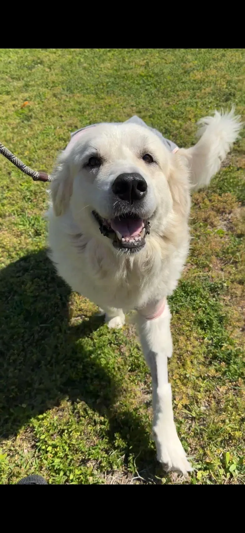 An adult large-sized female White / Cream Great Pyrenees dog named Snow White Iii for adoption in Boca Raton, FL